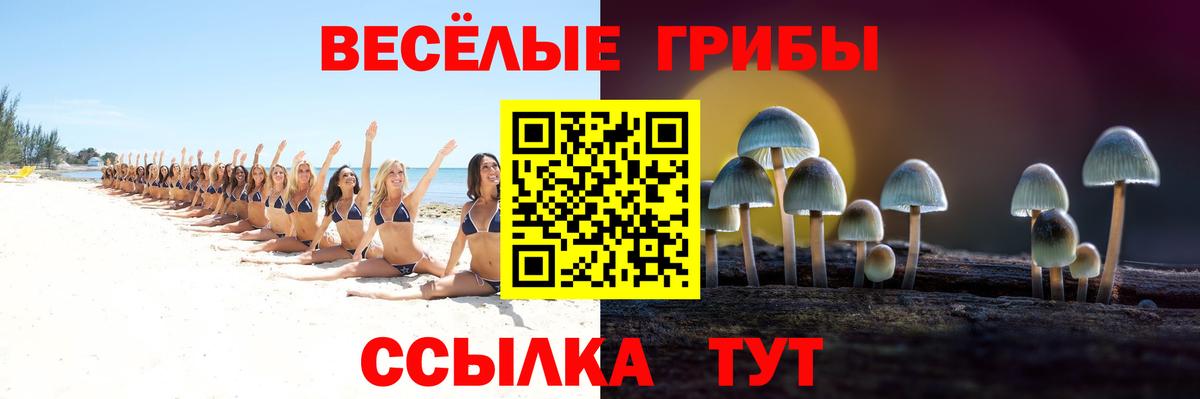 Галлюциногенные грибы Psilocybe Брянск